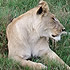 Lioness & guest